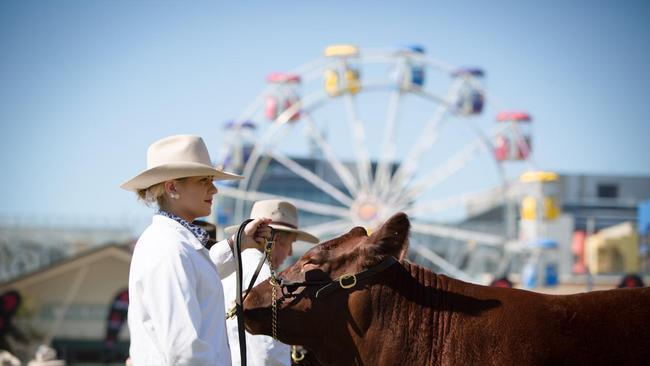 The Ekka Prime Beef competition is the last of its kind on the Royal Show circuit. Picture: File