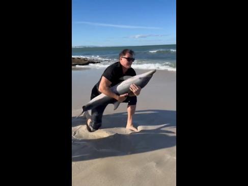 Rugby legend saves beached dolphin near Cape Town