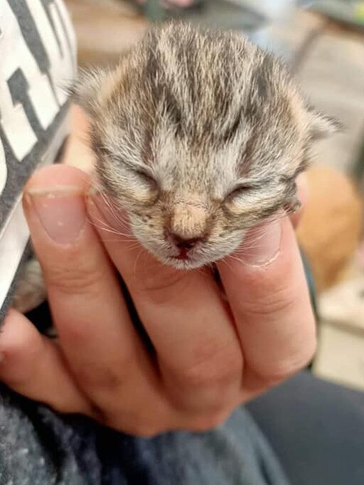 This tiny kitten survived inside a car tyre as it was unloaded from a shipping container that had travelled from Port Adelaide to a tyre recycling depot at Lonsdale. Picture: RSPCA