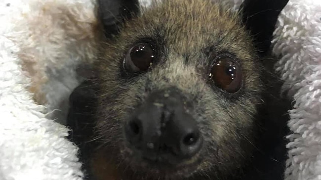 Bats may look cute, but they could be carrying dangerous diseases.