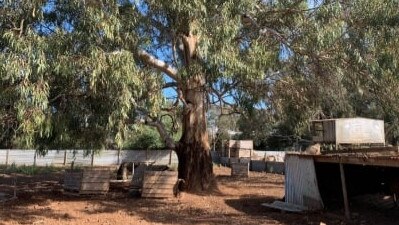 The land has been used to keep chickens, roosters, goats, geese and a pig. Picture: Project Green.