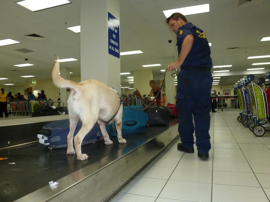 Biosecurity measures are being ramped up at airports - including new powers for Border Security staff. Picture: ABF