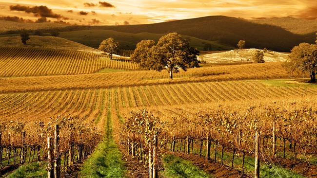 A Barossa Valley vineyard.