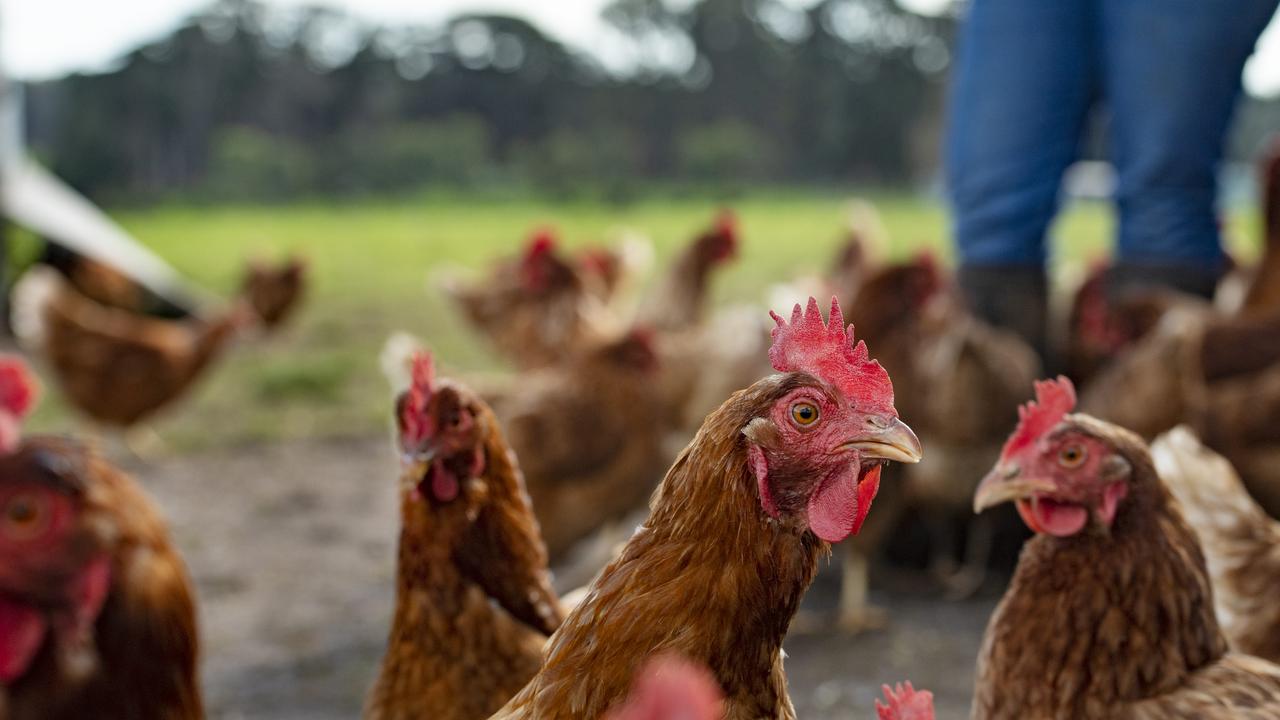 Egg shortage Reason freerange cartons missing in Woolworths, Coles