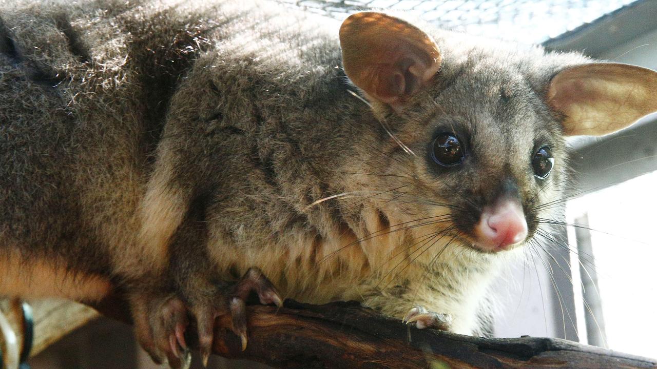 Possum control measures: Tony Fawcett looks at how to rein in problem  marsupial | The Weekly Times