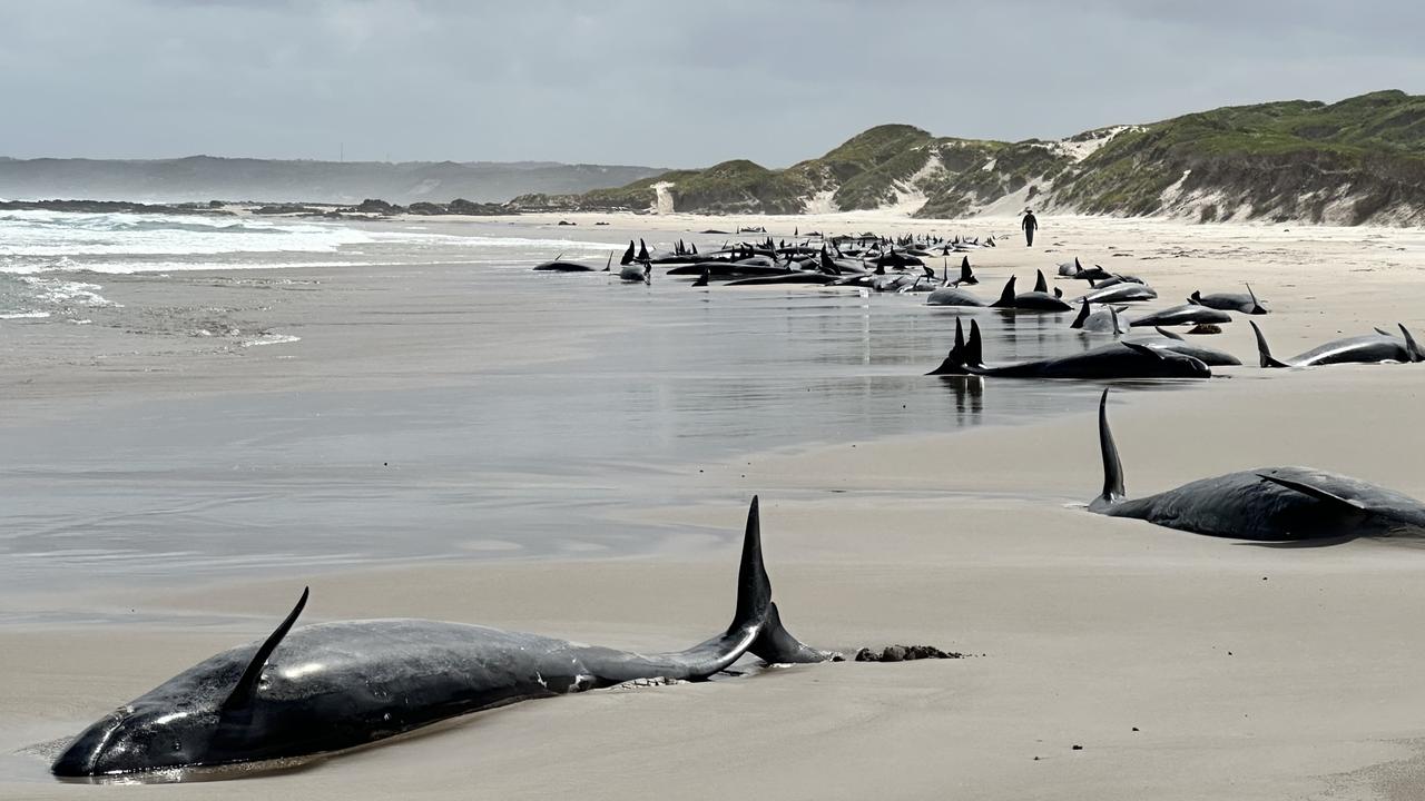 More than 150 whales were stranded on a remote Tasmanian beach. Picture: NRE Tasmania