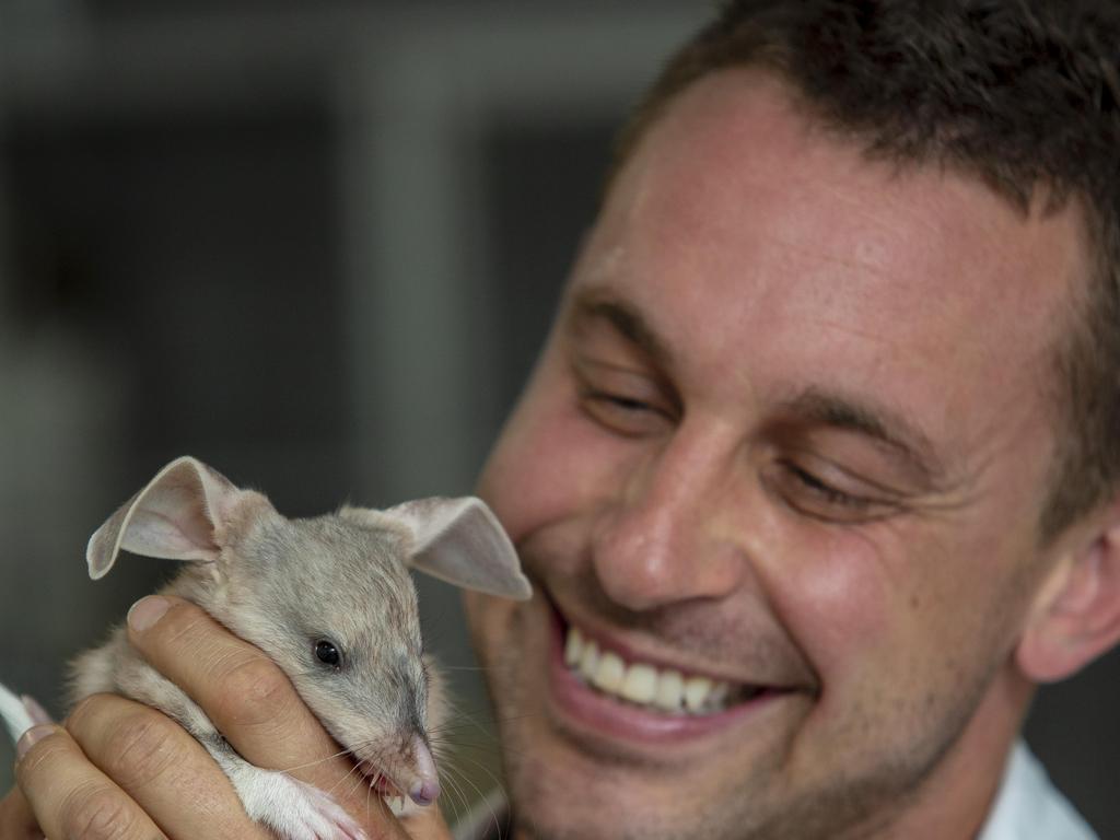 Featherdale Wildlife Park welcomes its first bilby joey | Daily Telegraph