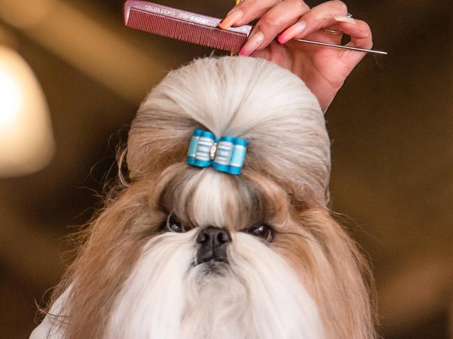 Last years Supreme grand champion  Rachel davies with her new dog Chucky a Shiht Zu , 6 y/o  Qtrachie@hotmail.com 0412730701 at the Royal Melbourne Show. Picture: Jason Edwards