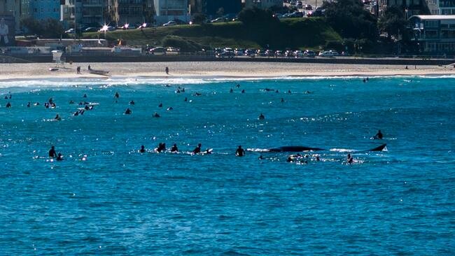 Surfer knocked out by whale at Bondi Beach | The Courier Mail