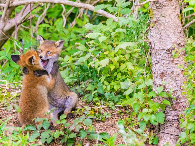 Fox cubs play in County Meath, Ireland. Picture: John Sheridan/Barcroft Images