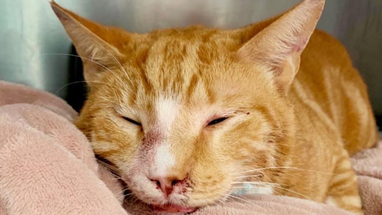 Newport: Cat ‘Big Ginge’ thrown from car set to be owned by rescuer ...