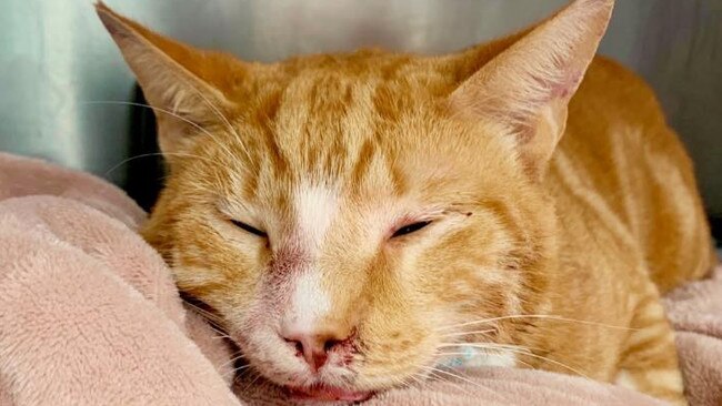 Big Ginge just after surgery to repair his shattered jaw. Picture: Northside Veterinary Specialists