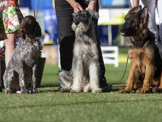 Puppies in the ring at The Royal Easter Show, Sydney. Picture: Justin Lloyd.