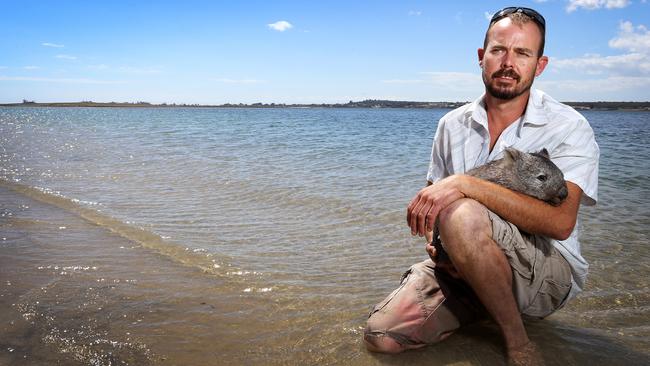 Wildlife carer Brendan Dredge with recovering mange-infected juvenile wombat T.C. Picture: CHRIS KIDD