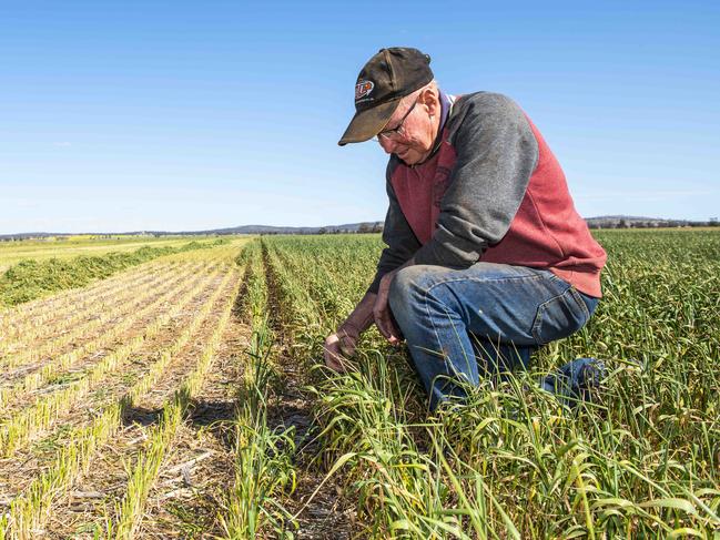 Matt Kane, Boort, is deciding whether or not to slash his barley crop for hay instead of letting it go through to grain because of lack of rainfall.Photo: DANNIKA BONSER