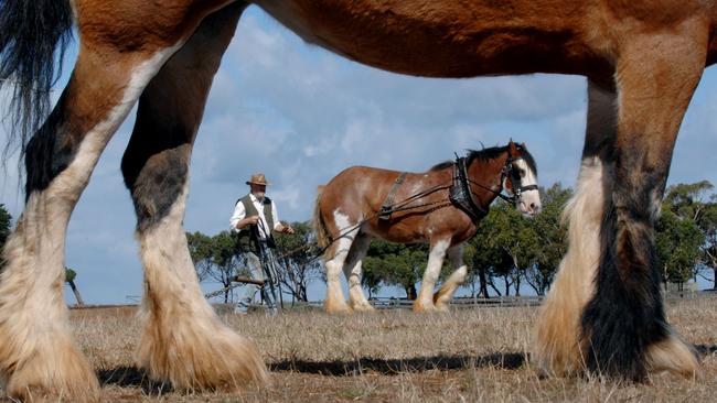 Clydesdales are a popular attraction on Churchill Island.