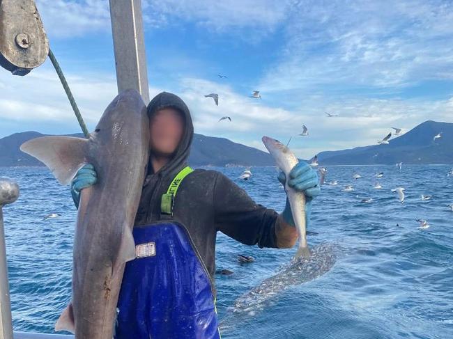 Whiting catch: one of the trawlers operating off Wilsons’s Promontory during spawning of King George Whiting this month.