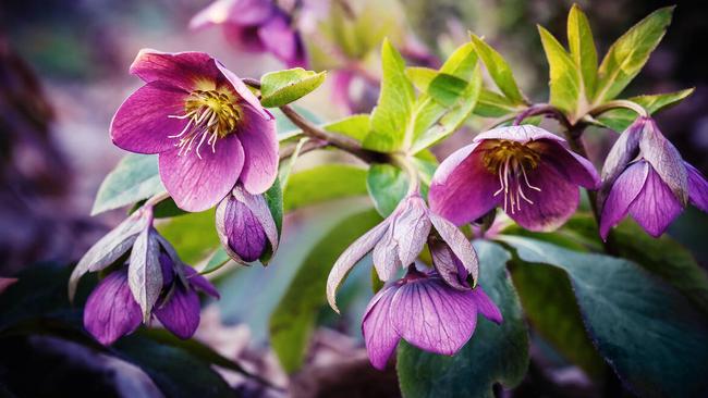 Position prized specimens next to a path or at the front of a garden bed where they can be admired.