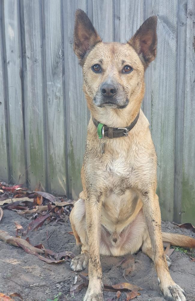 Gunter the kelpie cross was tied for third place with six per cent of the vote.