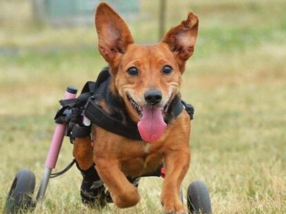 Lily-Rose, a corgi-dachshund cross, is one of the alleged nearly 100 dogs sent to the Storybook Farm Sacred Animal Garden in Brisbane that is said to be unaccounted for. The rescue group who put through Lily a year of rehabilitation wants to know where she is. Picture: Puppy Tales Rescue and Rehoming, Inc.