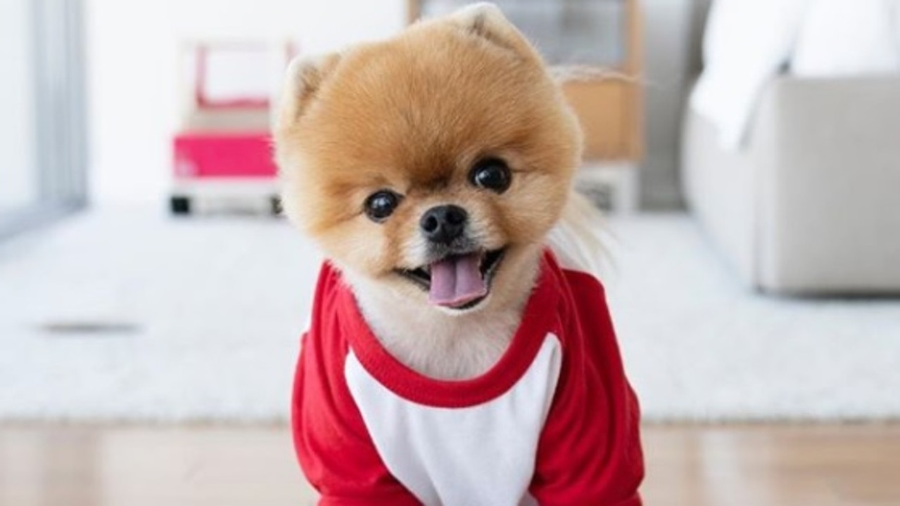 Boo the World's Cutest Dog Makes $20,000 a Week - Celebrity Pets