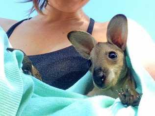 RESCUE: Marian Faa found this adorable joey trying to fend for itself after its mother was hit by a car. Picture: Marian Faa