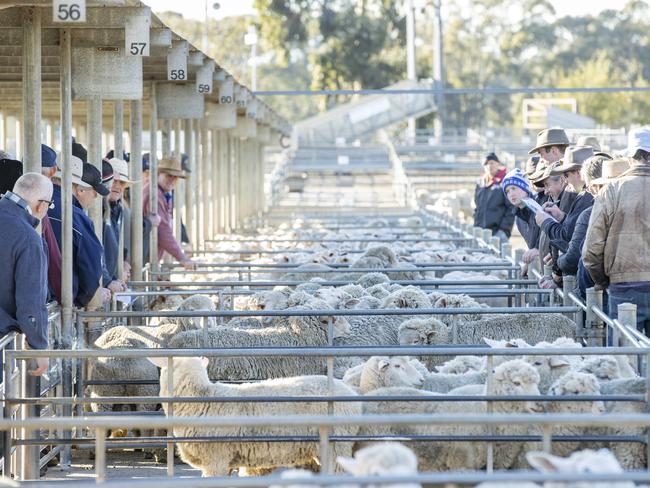 LIVESTOCK: Bendigo Prime lamb marketPICTURED: Generic farm. Stock photo. Bendigo Prime lamb market. Sheep. Lambs. Picture: Zoe Phillips