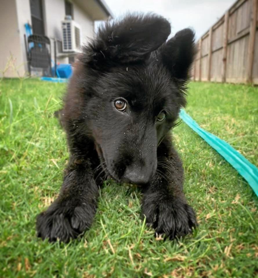 PHOTOS: 50 of Mackay’s cutest dogs | The Courier Mail