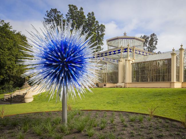 Dale Chihuly Sapphire Star, 2010 13 x 9½ x 9½' Adelaide Botanic Garden, Adelaide, Australia, installed 2024 © 2010 Chihuly Studio. All rights reserved. Photograph by Nathaniel Willson .jpg