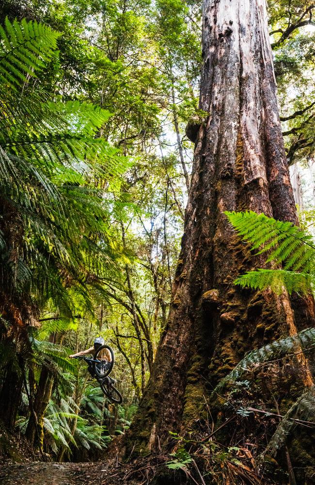 Dan Booker, Tasmanian professional mountain bike rider at Maydena Bike Park. Picture: Ryan Finlay/ Maydena Bike Park