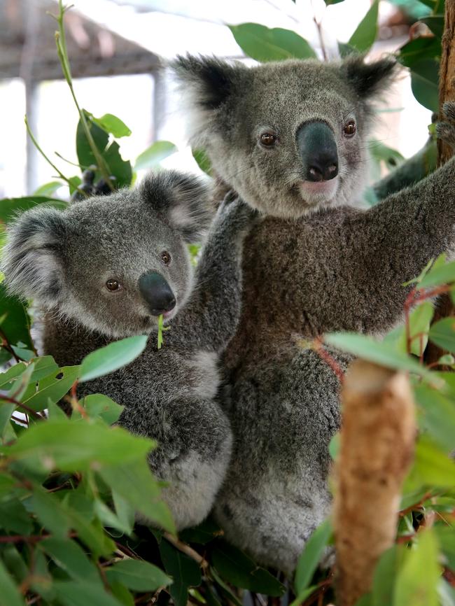 Julie and Joey were found on the fire ground looking for food and water. Picture: Nathan Edwards