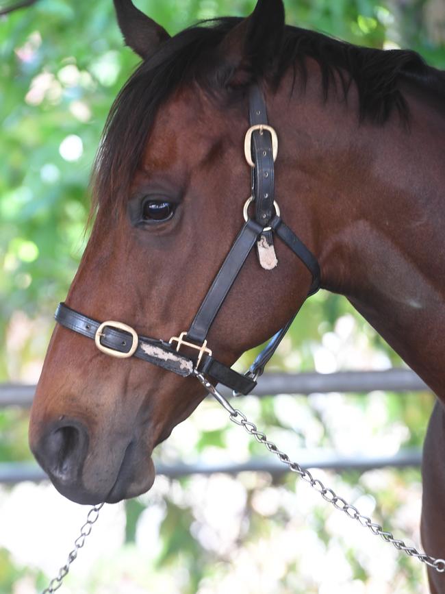 Horses at Darwin Cup 2022. Picture: (A)manda Parkinson