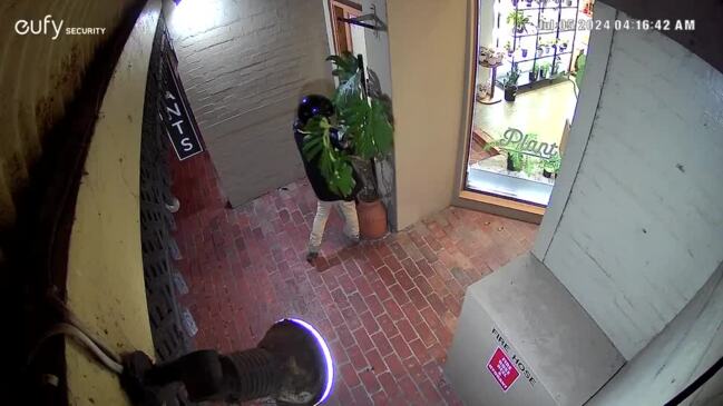 Thief steals plant from Geelong West nursery