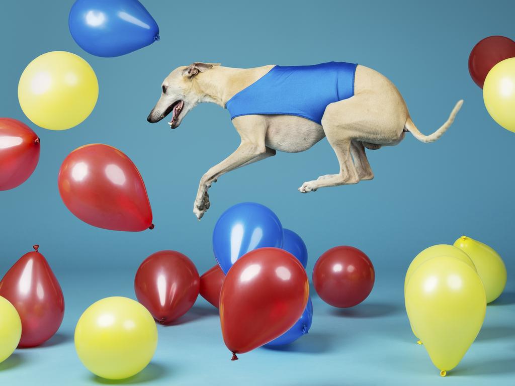 Toby - Fastest time to pop 100 balloons by a dog. Picture: Holly Montgomery/Guinness World Records