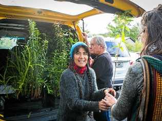 Trees sponsored by the Somerset Regional Council for the native tree giveaway during the Threatened Species Day event. Picture: Contributed