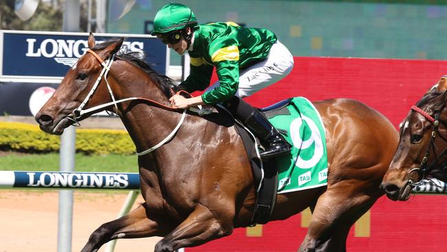 Handy gelding Mars Mission can overcome his wide gate when he resumes at Canterbury on Friday night. Picture: Grant Guy