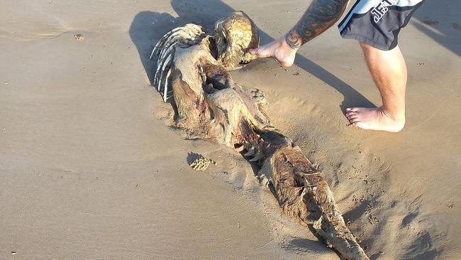 A terrifying alien-like creature was found washed up on a Queensland beach. Picture: Supplied