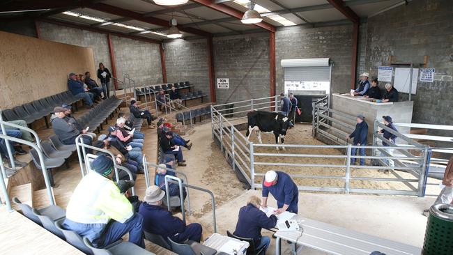 For years, there was no decision made for the Warrnambool saleyards’ future.