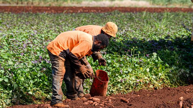 Before the pandemic, men and women who came to Australia from Pacific Island countries to work on farms through the PALM scheme were valued for their work ethic and reliability. Picture: Paul Beutel