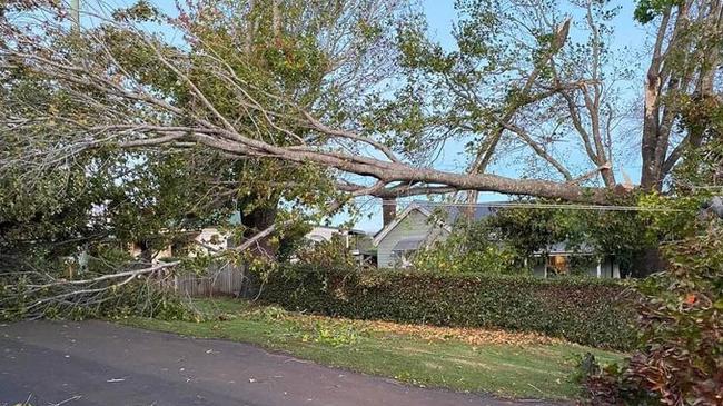 A large tree brought down by wind at Dorrigo. This picture was posted to Facebook by state Oxley MP Melinda Pavey.
