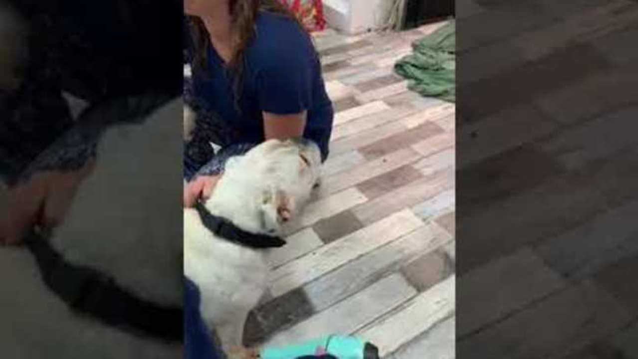 Soggy Dog Gets Salon Pampering Amid Townsville Floods