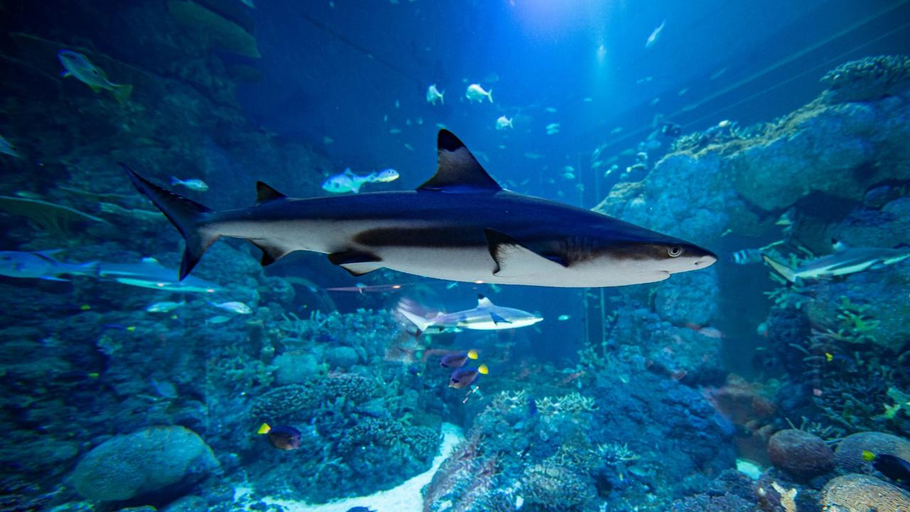 A blacktip shark at the Oman Aquarium, Muscat. Photo: Advanced Aquarium Technologies.