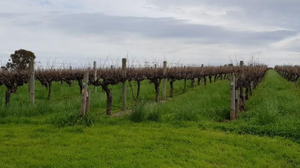 Accolade Wines in Old Reynella. Picture: Colin James