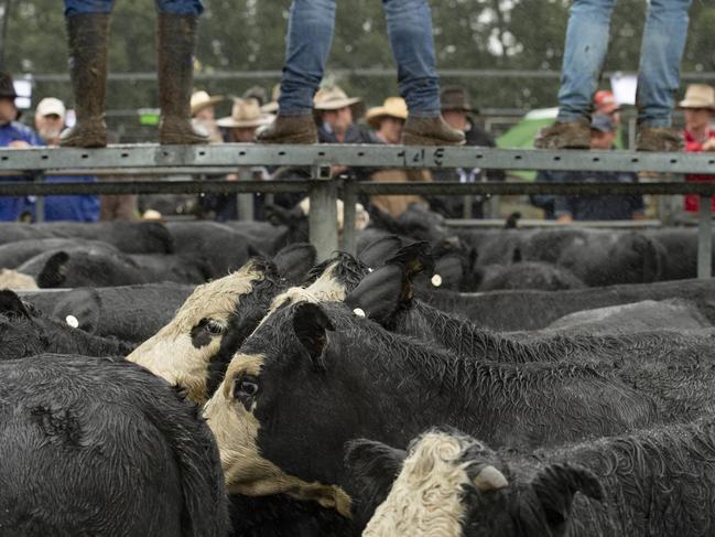 LIVESTOCK: OMEO CALF SALES 2022Omeo calf sale. Omeo saleyards.PICTURED: Omeo sale. Generic cattle sale. Angus cattle. PICTURE: ZOE PHILLIPS