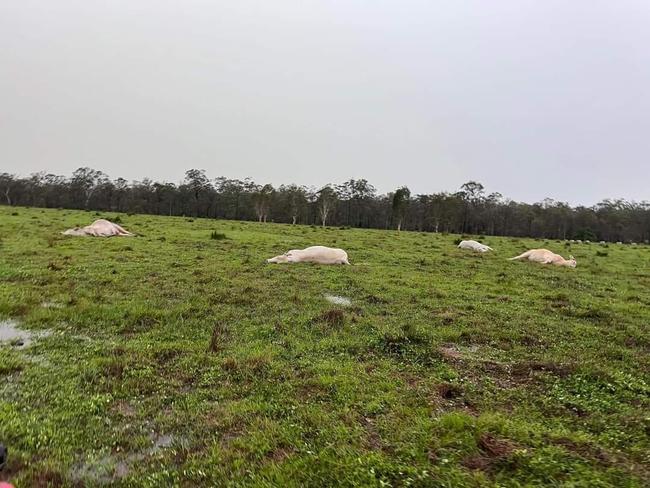 ‘Poor buggers’: Cows killed by lightning as confronting clean up begins