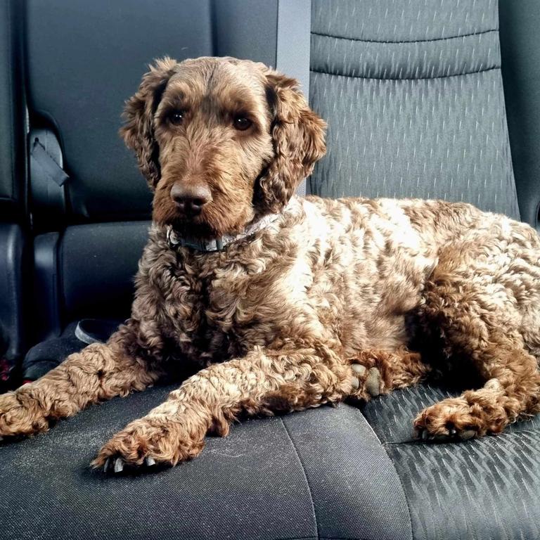 In New South Wales, the Labradoodle is a standout. Its low-shedding coat and friendly temperament make it a top choice for families across the state, especially in urban areas where space is tight but energy is high. Picture: Jodi Langworthy