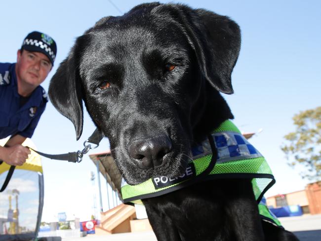 5.12.2014. Senior Constable Dan Lacey with drug detection dog ' Tilly' at Wayville show grounds ahead of Stereosonic music festival.  pic tait schmaal.