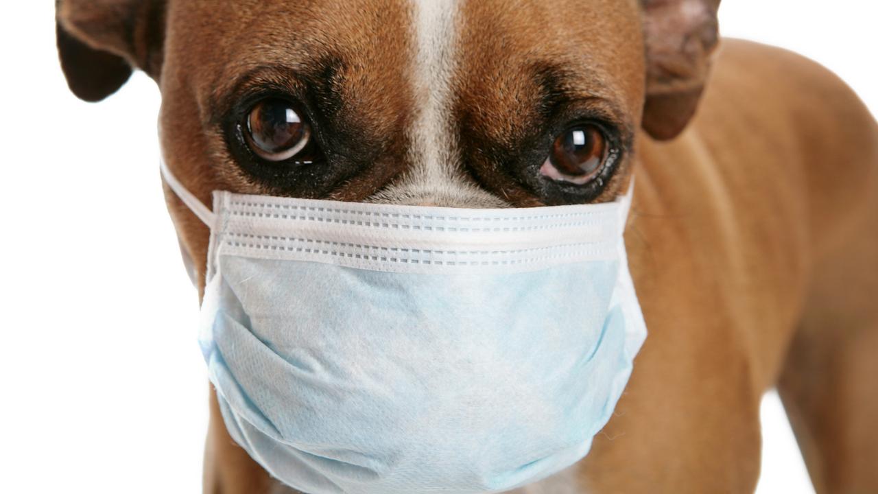 #Dogsofoz. Petbarn. A boxer wearing a blue mask.