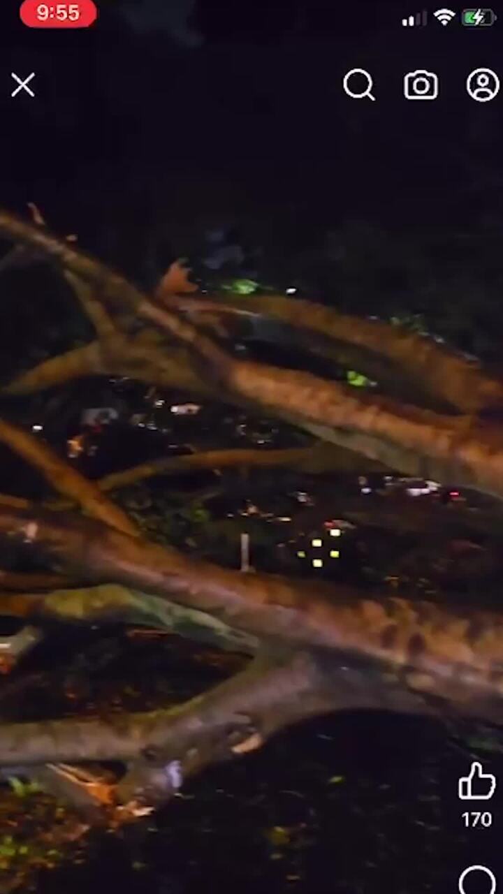 Storm takes down massive tree in Teneriffe