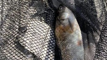 Kerri Saint said it looked like the affected fish were “swimming in circles, aimlessly” and “like they had no ability … to know which direction they were going in”.